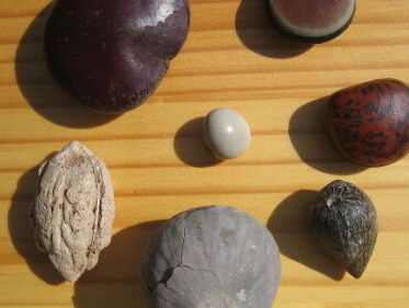 (Tropische) drijfzaden op Texel