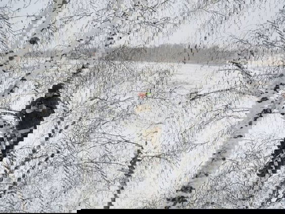 Zoomen met de wereld: internet in Siberië