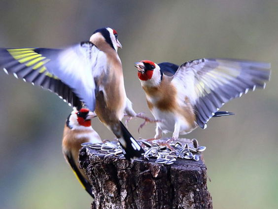 De vogelvraag van Stijn (11)