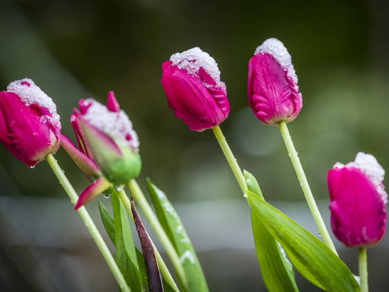 Lente is al te zien in de natuur