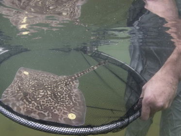 Gekweekte stekelroggen uitgezet