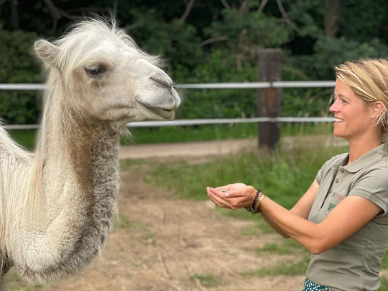 Op nomadentocht door Nederland: Tamar Valkenier reisde met kameel Einstein door het land