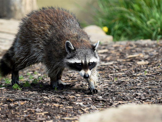 Opnieuw een wasbeer opgedoken in Vught