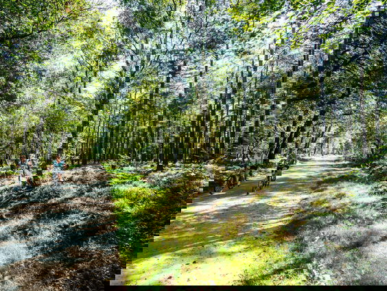 Stikstofcrisis: is de Veluwe nog te redden?