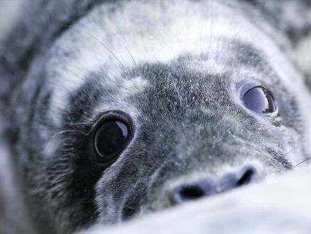 Grijze zeehond stierf niet door moedwillig vergiftigde vis