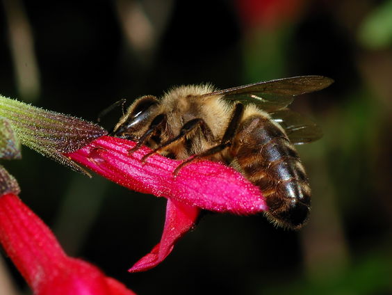 Red de zwarte honingbij