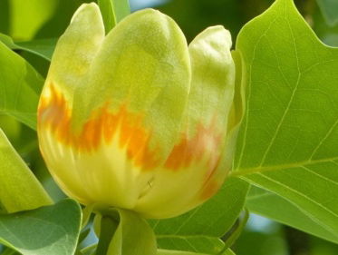 De tulpenboom van Jan Wolkers