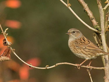 Seksleven van de heggenmus