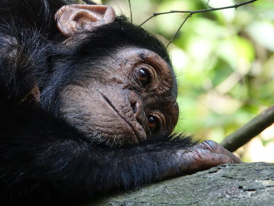 Jan van Hooff: ook dieren vervelen zich