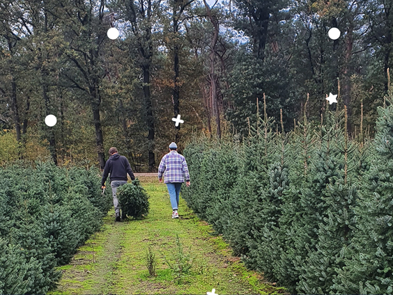 BeterBoompje: een echt groene kerstboom