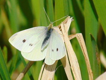 Onderzoek naar afname insecten noodzakelijk