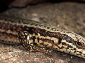 Hoe gaat het met de hagedis in Nederland?