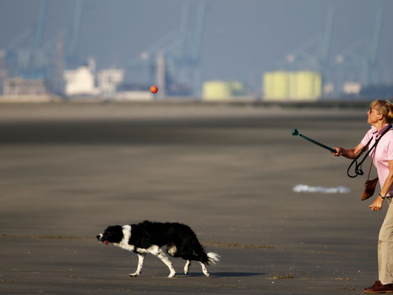 Broedvogels hebben last van loslopende honden, natuurorganisaties starten campagne