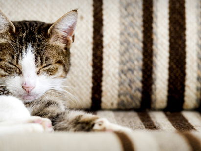Onze huiskatten komen uit Egypte én uit het Nabije Oosten