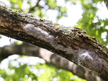 Dierenarts Peter Klaver over het bestrijden van de eikenprocessierups