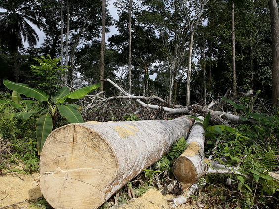 We verliezen de strijd tegen ontbossing