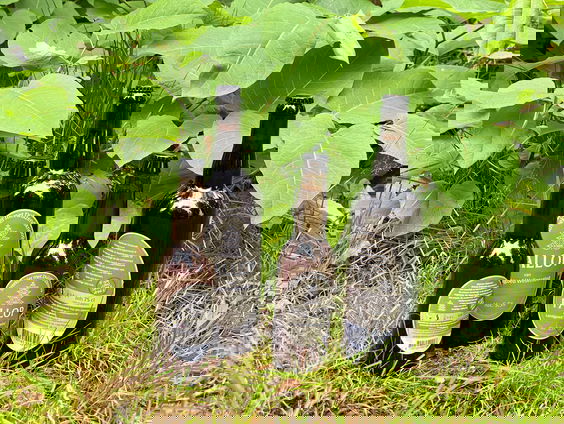 In Lage Mierde gaan ze op een creatieve manier de strijd aan met de Japanse Duizendknoop