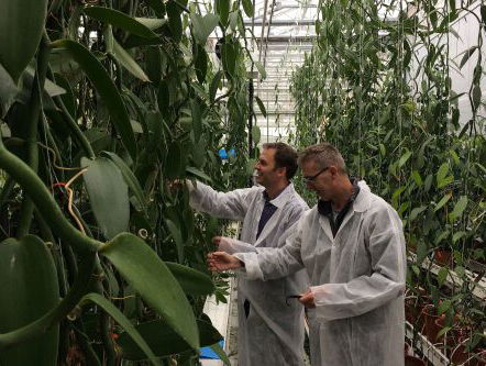 Filip van Noort over vanilleteelt in Nederland