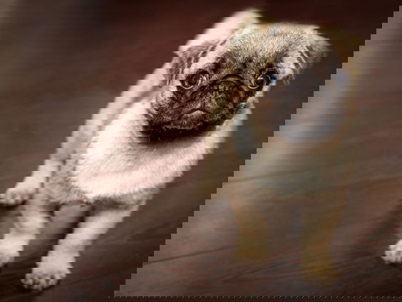 Moeten dieren dezelfde rechten als mensen krijgen?