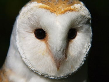 Geluidencursus: uilen