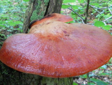 Biefstukzwam gezocht