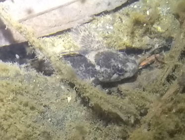 Rivierdonderpad zoeken met een zaklamp