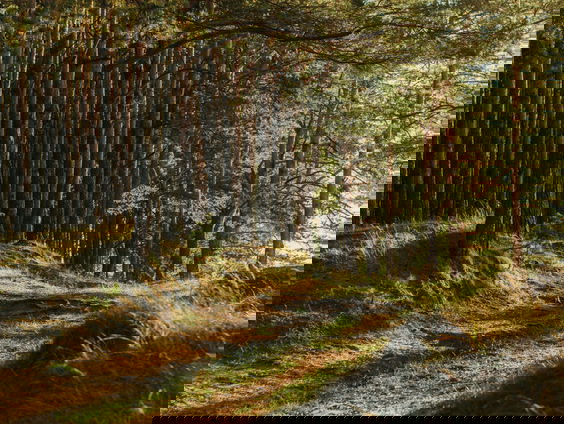 Wat moet een boswachter anno 2021 in zijn mars hebben?