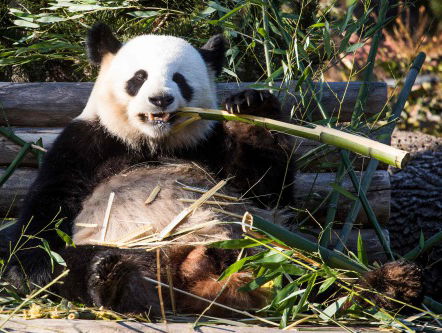 Pandaporno zorgt niet voor nakomelingen