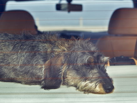 'Hond in hete auto achterlaten moet zwaarder gestraft'