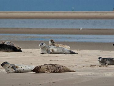 Vraagbaak: hoe diep duikt een zeehond?