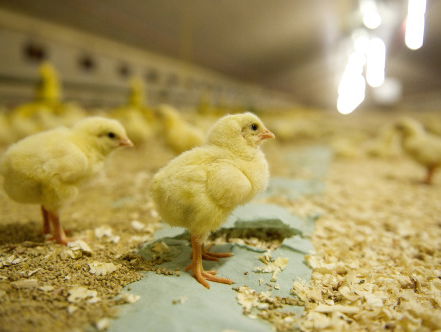 Zo voorkomen we jaarlijks miljoenen dode haantjes