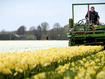 Bollenvelden leeggehaald om dagjesmensen weg te houden