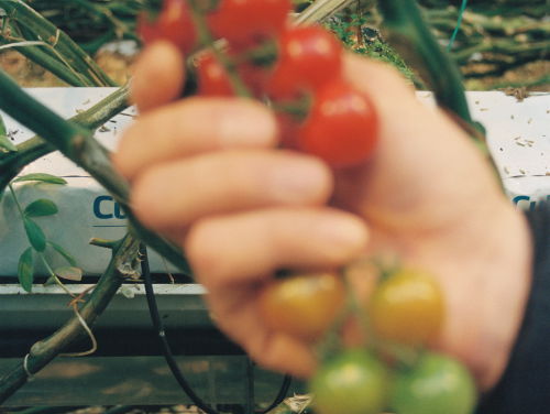 Podkas - Pawel, de Poolse plukker 'Deel 3'