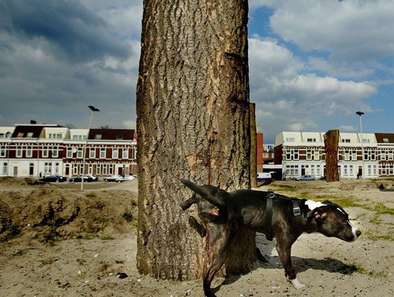 Hondenbelasting: waarom je dit in de ene gemeente wel betaalt en in de andere niet