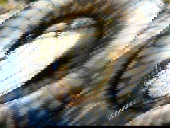 Het museum van de biodiversiteit: het moeras