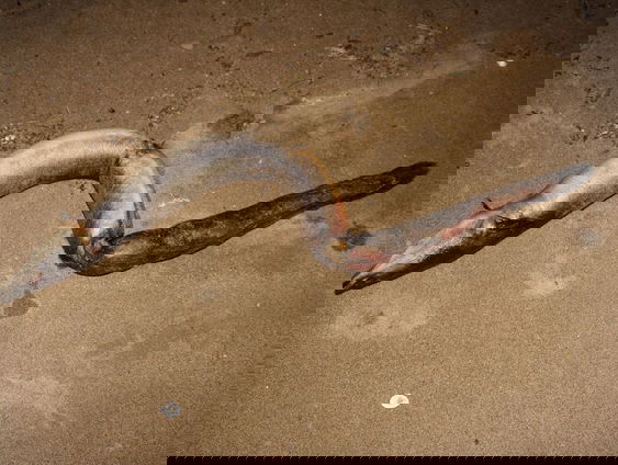 Vrijwilligers gezocht om mysterie rond 'knakalen' op te lossen