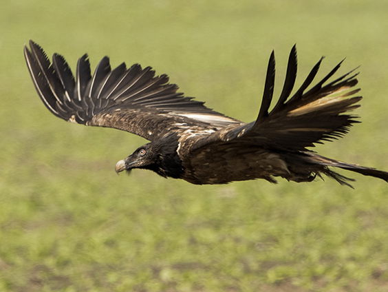 Sectie wijst uit: lammergier gedood door windmolen