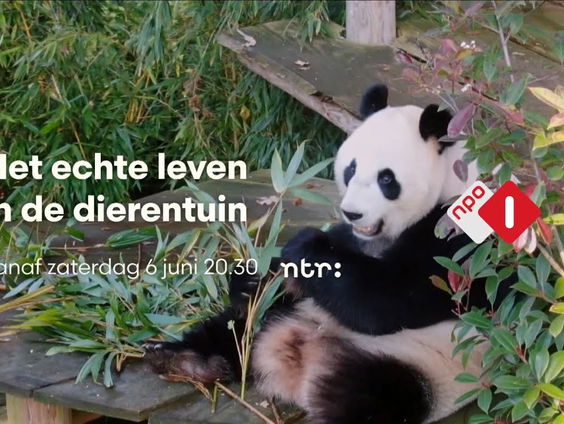 'Het echte leven in de dierentuin' is tv-hit