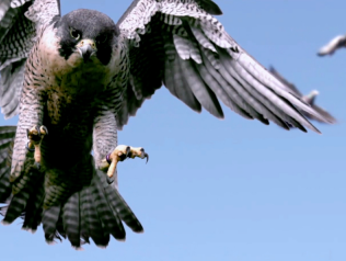 Gevaarlijk spel tussen roofdier en prooi