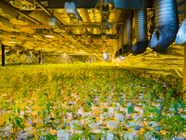 Staatswiet, komt het of niet?