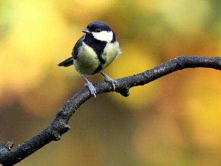 Ook de natuur heeft last van herrie