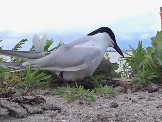 Lachstern op de Markerwadden