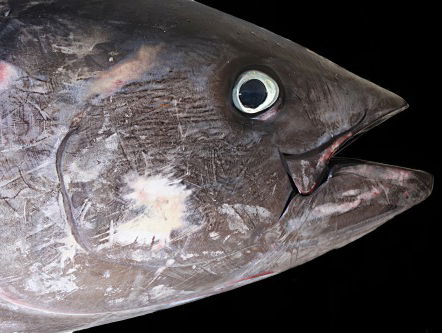 Steven Adolf over de tonijnindustrie (Dag van Tonijn)