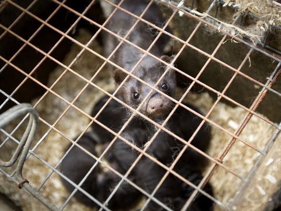 Worden nertsenfokkers voorgetrokken?