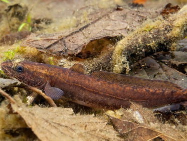 Zeldzame kwabaal en zijn bijzondere geluid