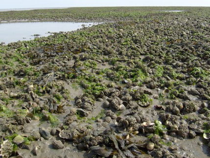 Wat te doen met exotische woekeraars