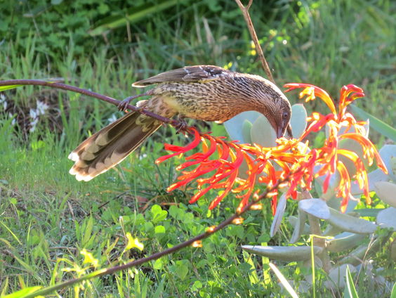 Vals zingen is écht een afknapper: zangvogels bedreigd door hun gematigde zangkunsten