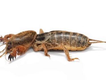 Veenmollen in de moestuin