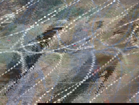 Grenscrisis brengt Poolse regering en Brussel dichter tot elkaar