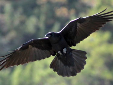 De magie van de raaf